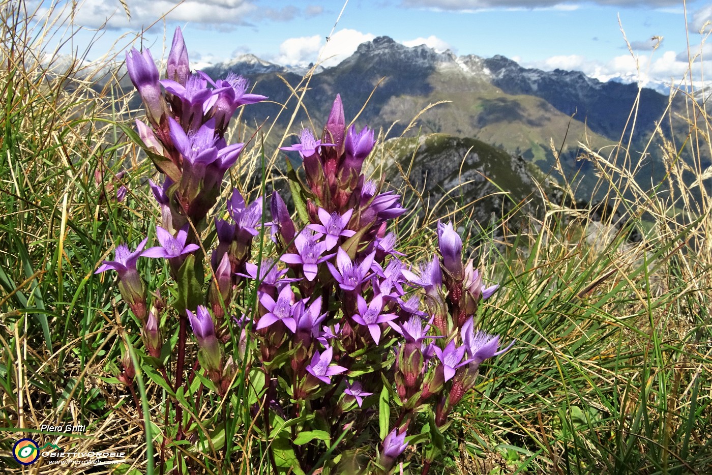 71 Anche in vetta al Barbesino tra l'erba fioriture di gentiana anisodonta-ramosa .JPG